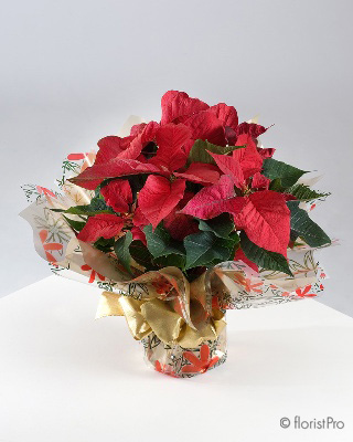 Christmas flowers, poinsettia, gift, arrangement, local delivery, romford, havering, flowers, bespoke, free rm3 delivery