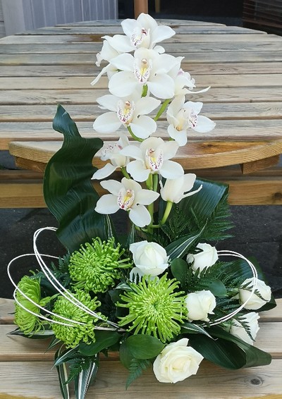 Cymbidium Delight