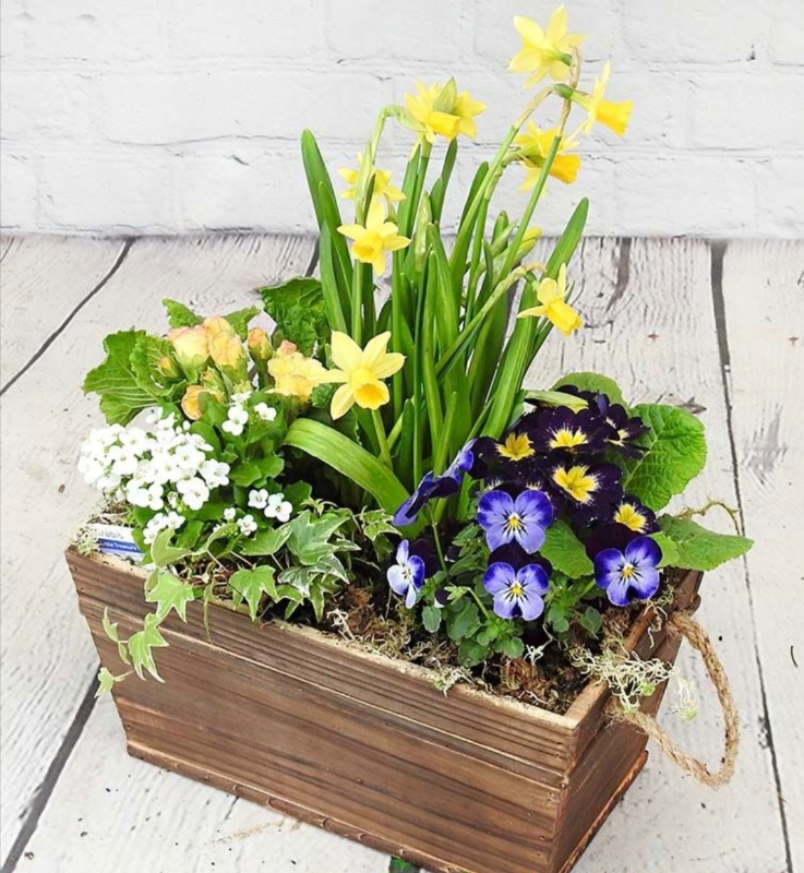planted, plant, potted, spring, pots, vase, gift, flowers, local florist, delivery, havering, harold wood, romford, havering, brentwood, dagenham, delivery