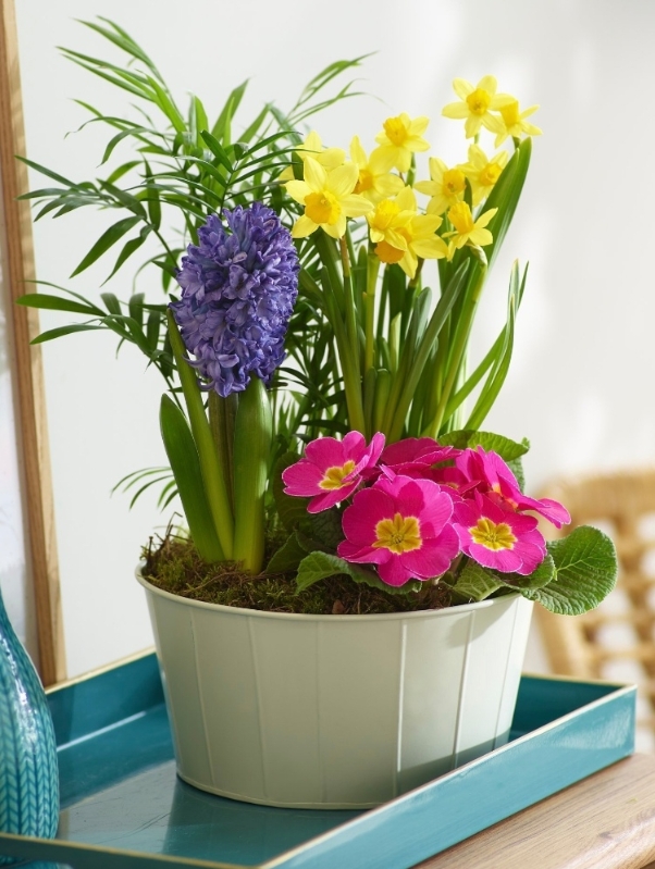 planted, plant, potted, spring, pots, vase, gift, flowers, local florist, delivery, havering, harold wood, romford, havering, brentwood, dagenham, delivery