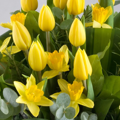 daffodils, spring flowers, florist, bouquet, gifts, delivery, harold wood, romford, spring