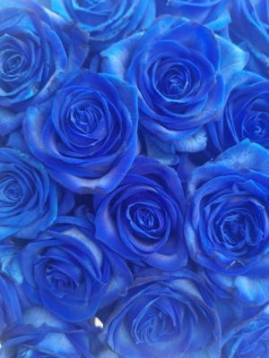 Blue rose bouquet aqua flowers florist valentine's