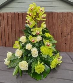 Cymbidium Delight