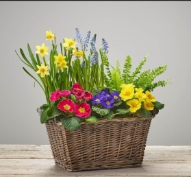 planted, plant, potted, spring, pots, vase, gift, flowers, local florist, delivery, havering, harold wood, romford, havering, brentwood, dagenham, delivery