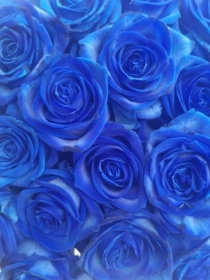 Blue rose bouquet aqua flowers florist valentine's