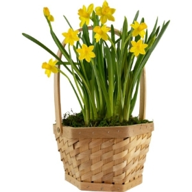 basket, springtime, flowers, oasis, birthday, anniversary, mothers day, gift, tribute, florist, flowers, harold wood, romford, havering, delivery